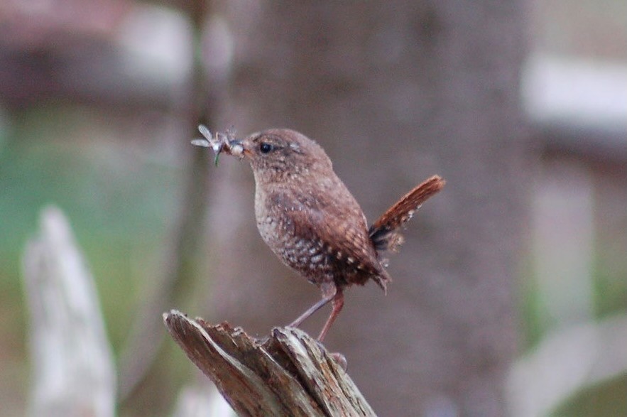 Eastern Winter Wren Troglodytes hiemalis. Lake Placid, New York, USA by Carly Lesser and Art Drauglis is licensed under CC BY-SA 2.0.